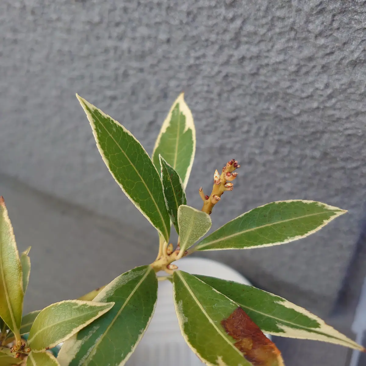 馬酔木様 リクエスト品（探索中） 馬酔木(あせび) (@pieris_japonica) / Posts / X