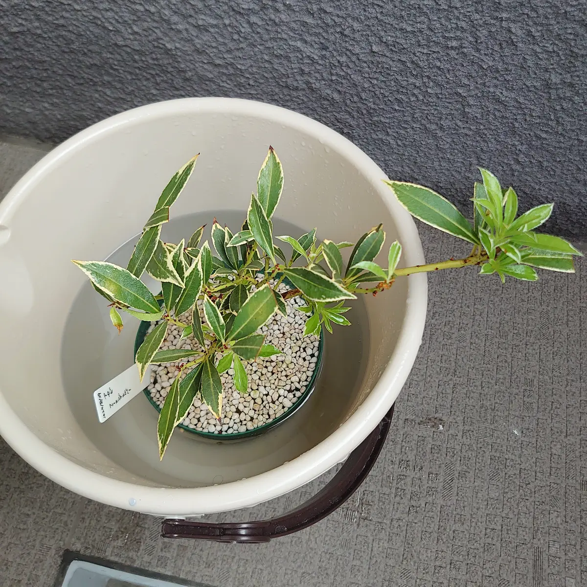 馬酔木｜そだレポ（栽培レポート）bytiki｜みんなの趣味の園芸