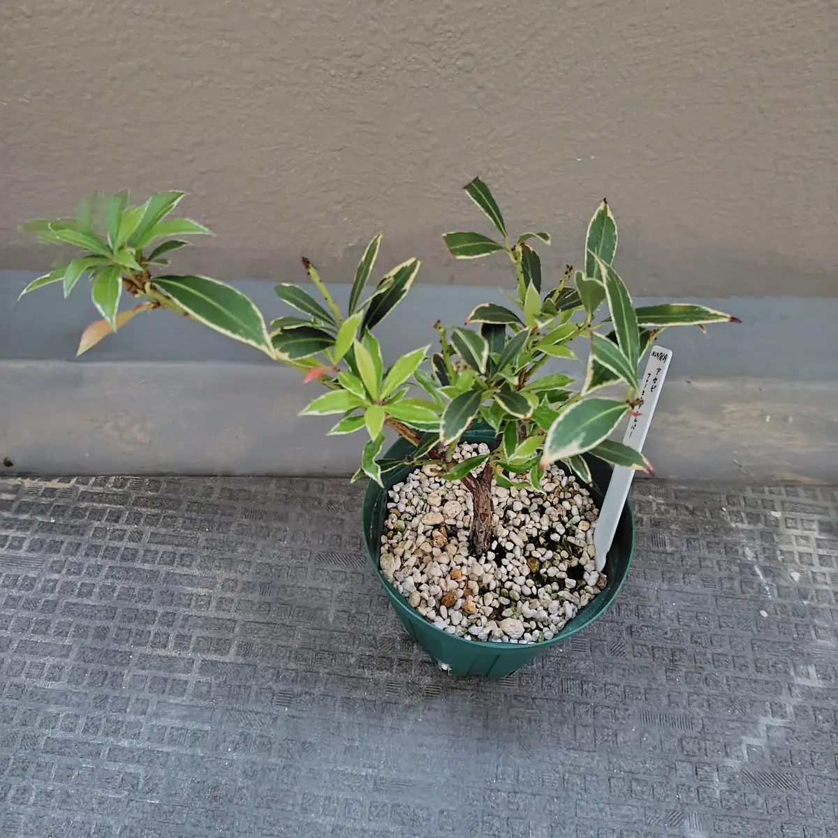 馬酔木｜そだレポ（栽培レポート）bytiki｜みんなの趣味の園芸