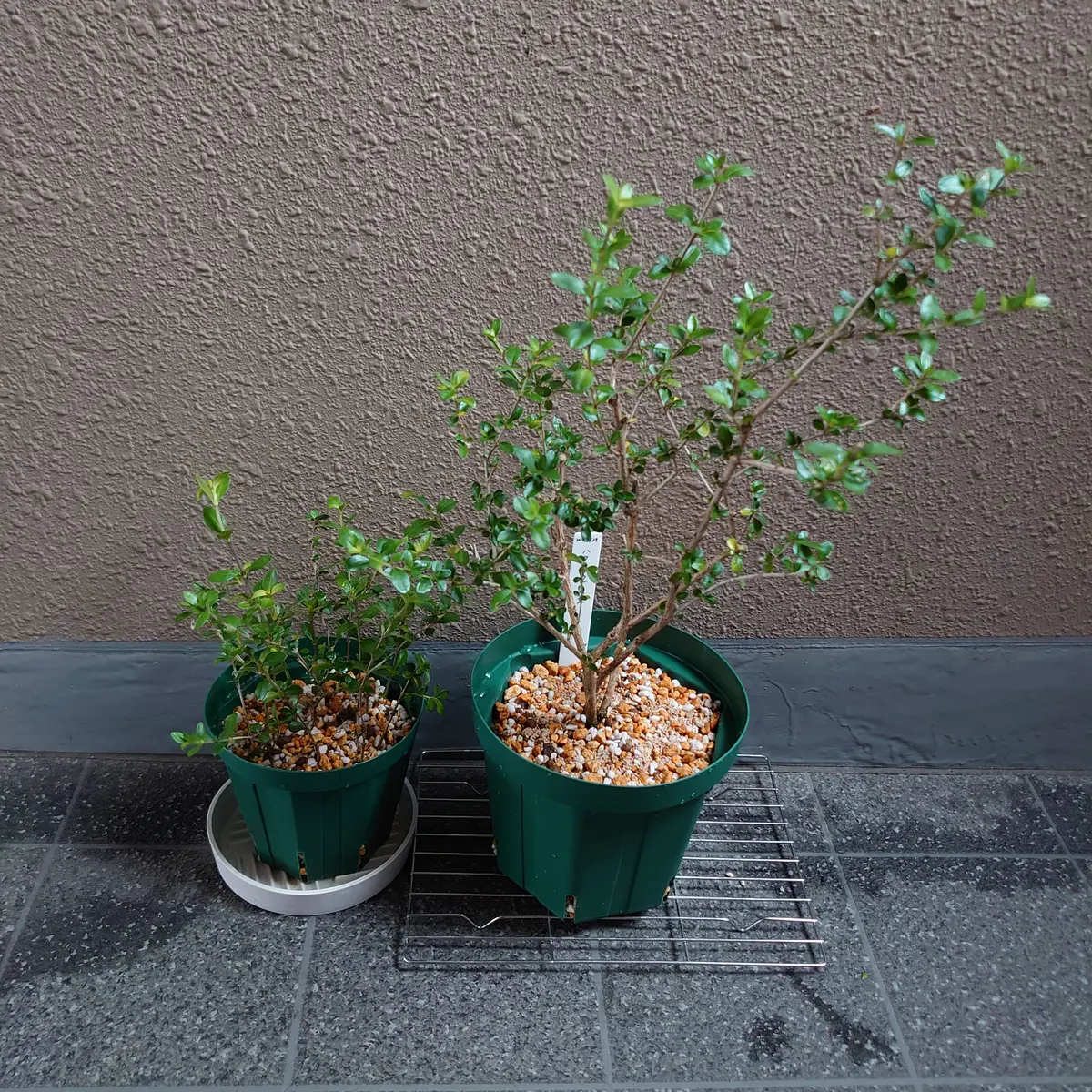 白丁花ゆくゆくは盆栽へ？｜そだレポ（栽培レポート）bytiki｜みんなの