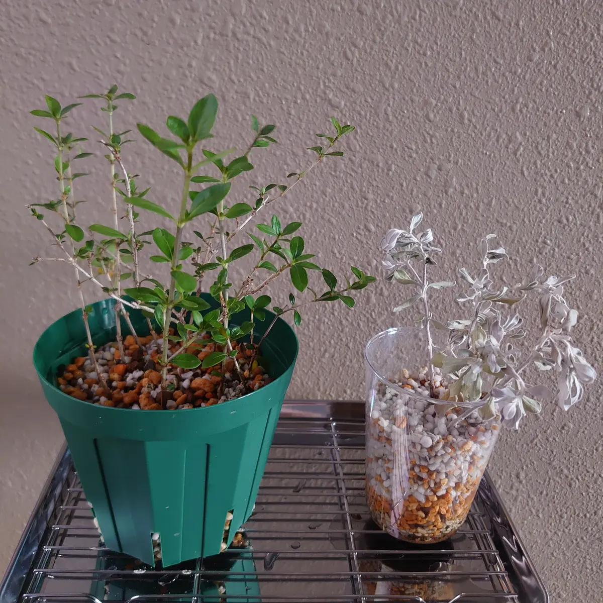 白丁花ゆくゆくは盆栽へ？｜そだレポ（栽培レポート）bytiki｜みんなの