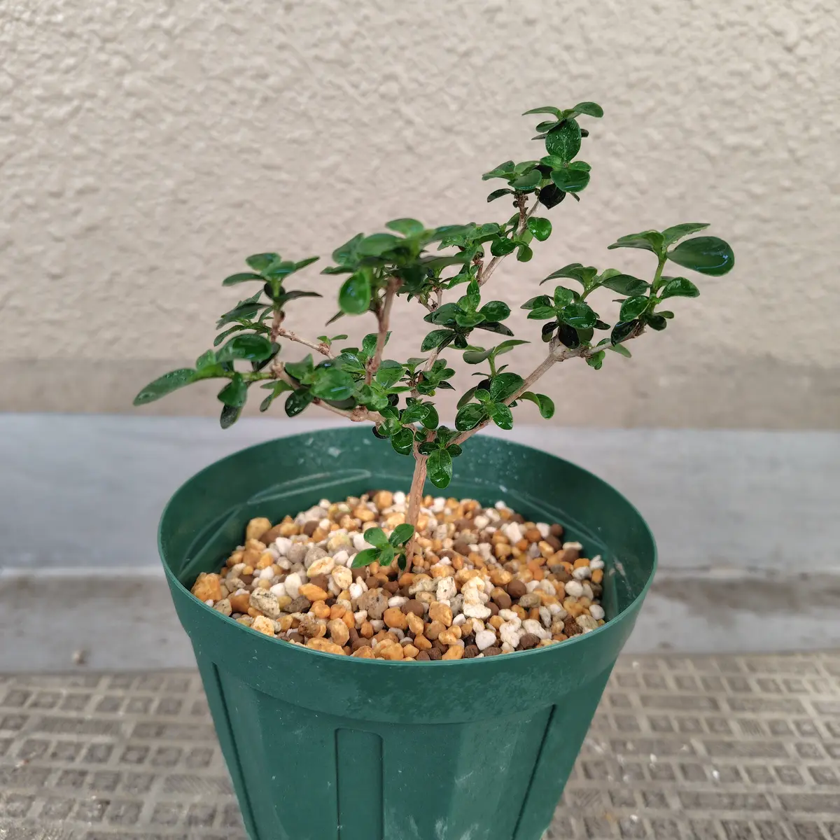 白丁花ゆくゆくは盆栽へ？｜そだレポ（栽培レポート）bytiki｜みんなの