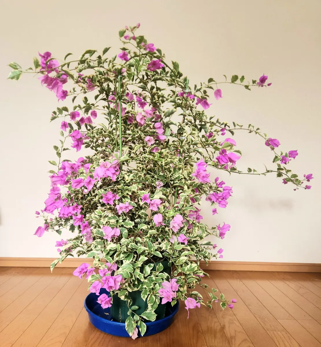 ブーゲンビリアの地植え成功までの軌跡を綴ろうと思う｜そだレポ（栽培