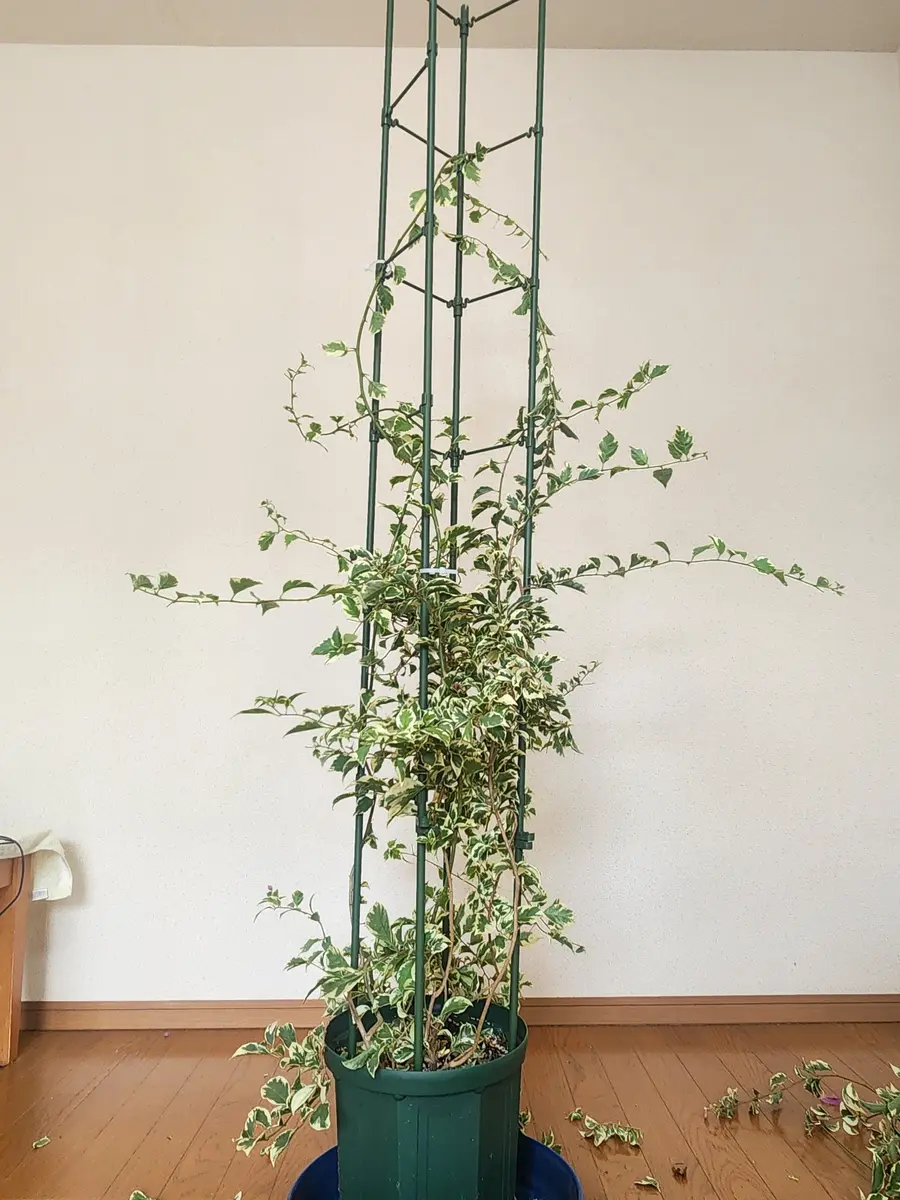 ブーゲンビリアの地植え成功までの軌跡を綴ろうと思う｜そだレポ（栽培