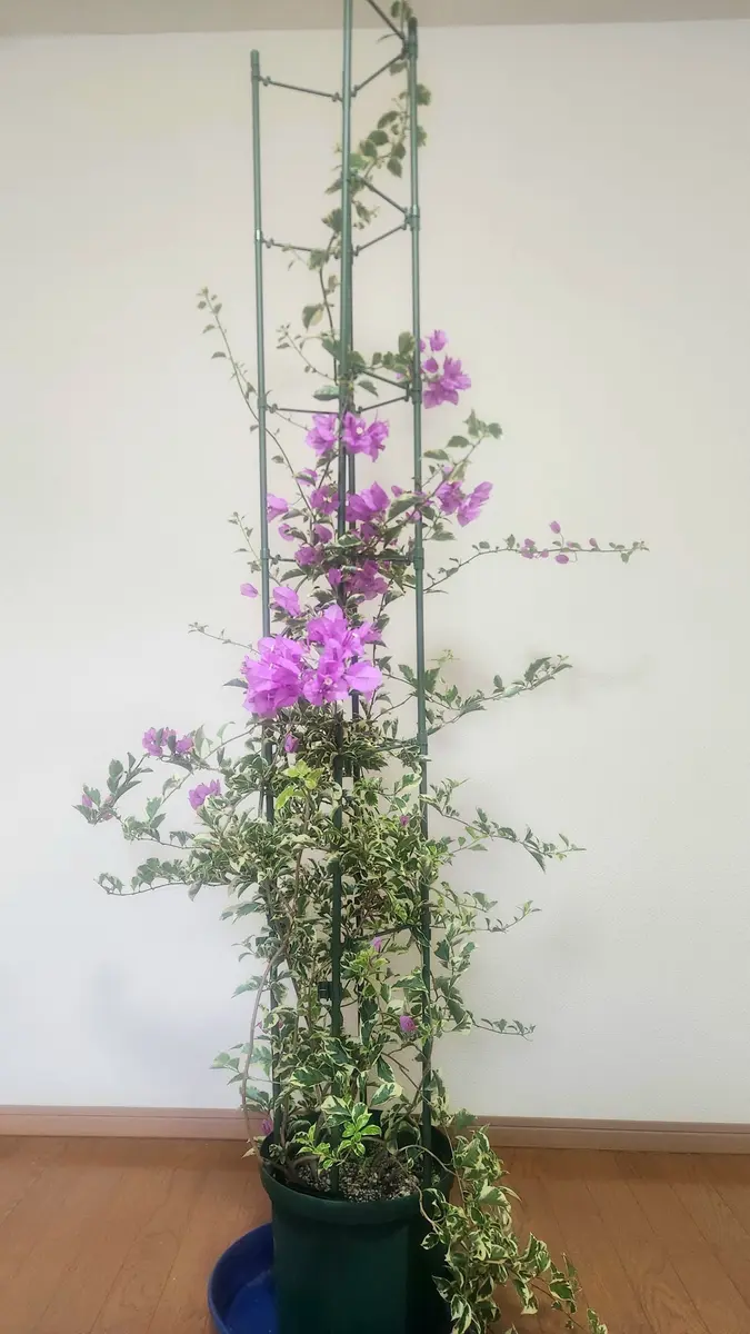 ブーゲンビリアの地植え成功までの軌跡を綴ろうと思う｜そだレポ（栽培