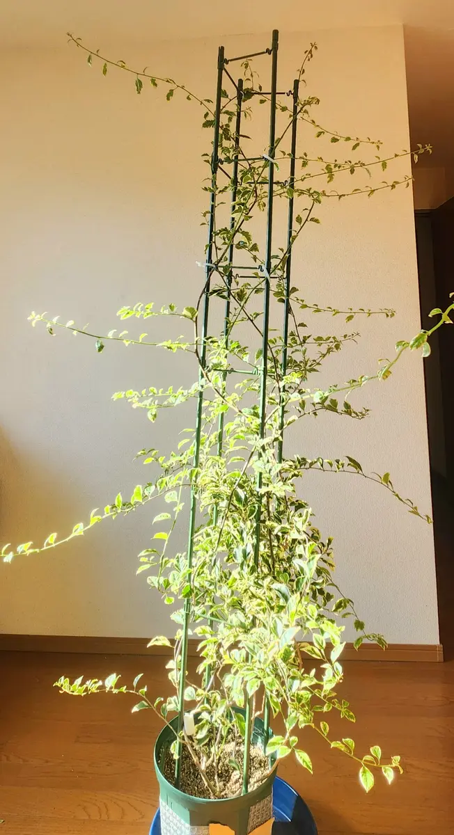 ブーゲンビリアの地植え成功までの軌跡を綴ろうと思う｜そだレポ（栽培