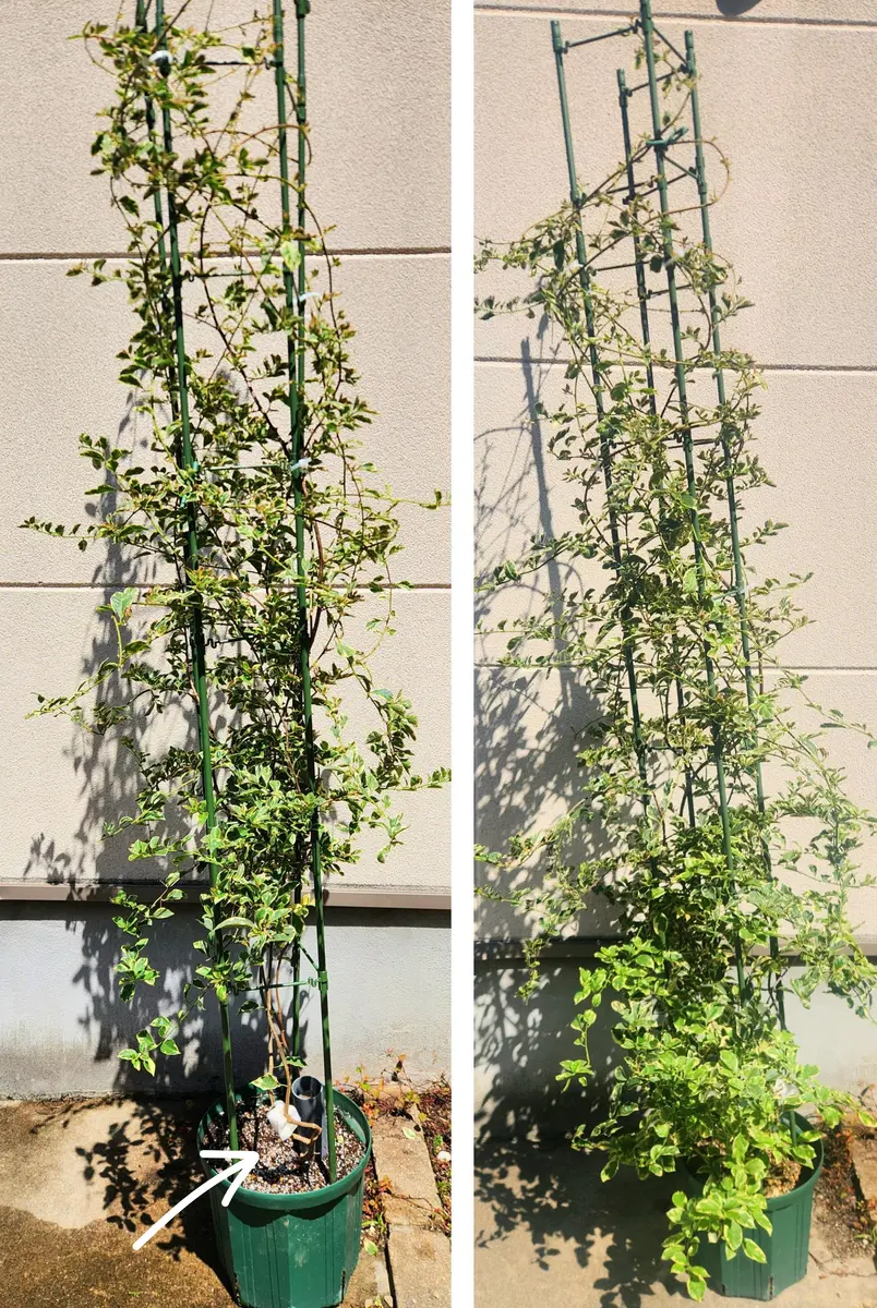 ブーゲンビリアの地植え成功までの軌跡を綴ろうと思う｜そだレポ（栽培