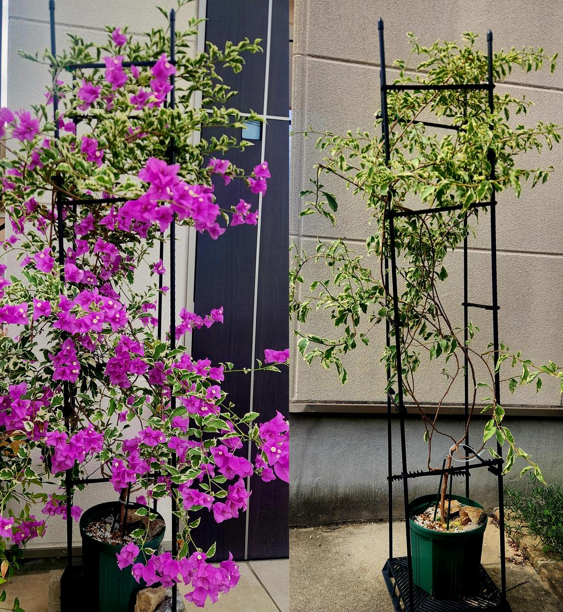ブーゲンビリアの地植え成功までの軌跡を綴ろうと思う｜ブーゲンビレア