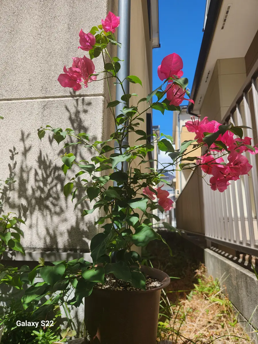 ブーゲン様専用ページ （ブーゲンビリアの地植え成功までの軌跡