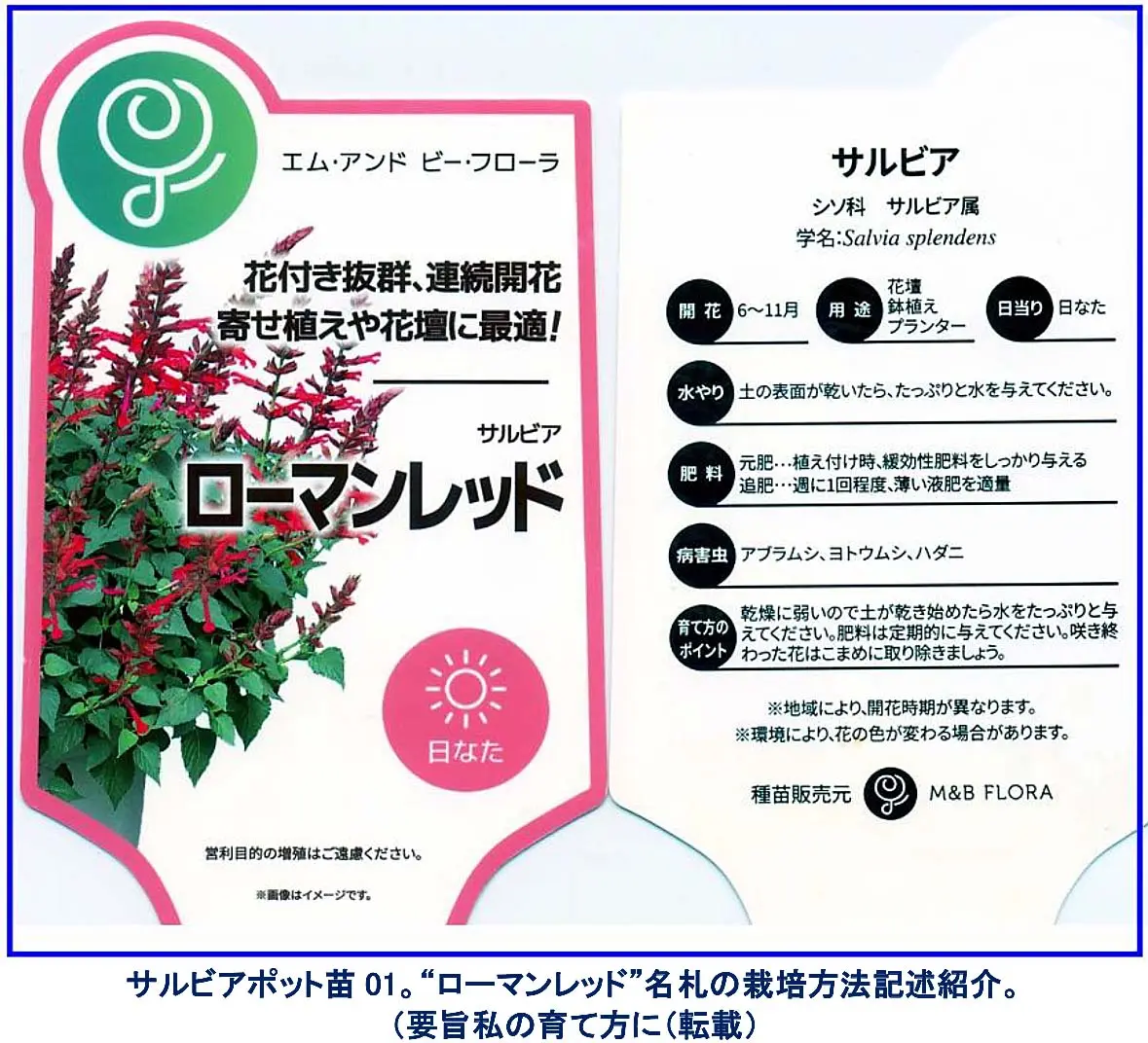 サルビアポット苗“ローマンレッド”。花茎真っ赤に染まる燃える サルビアポット苗“ローマンレッド”。花茎真っ赤に染まる燃える