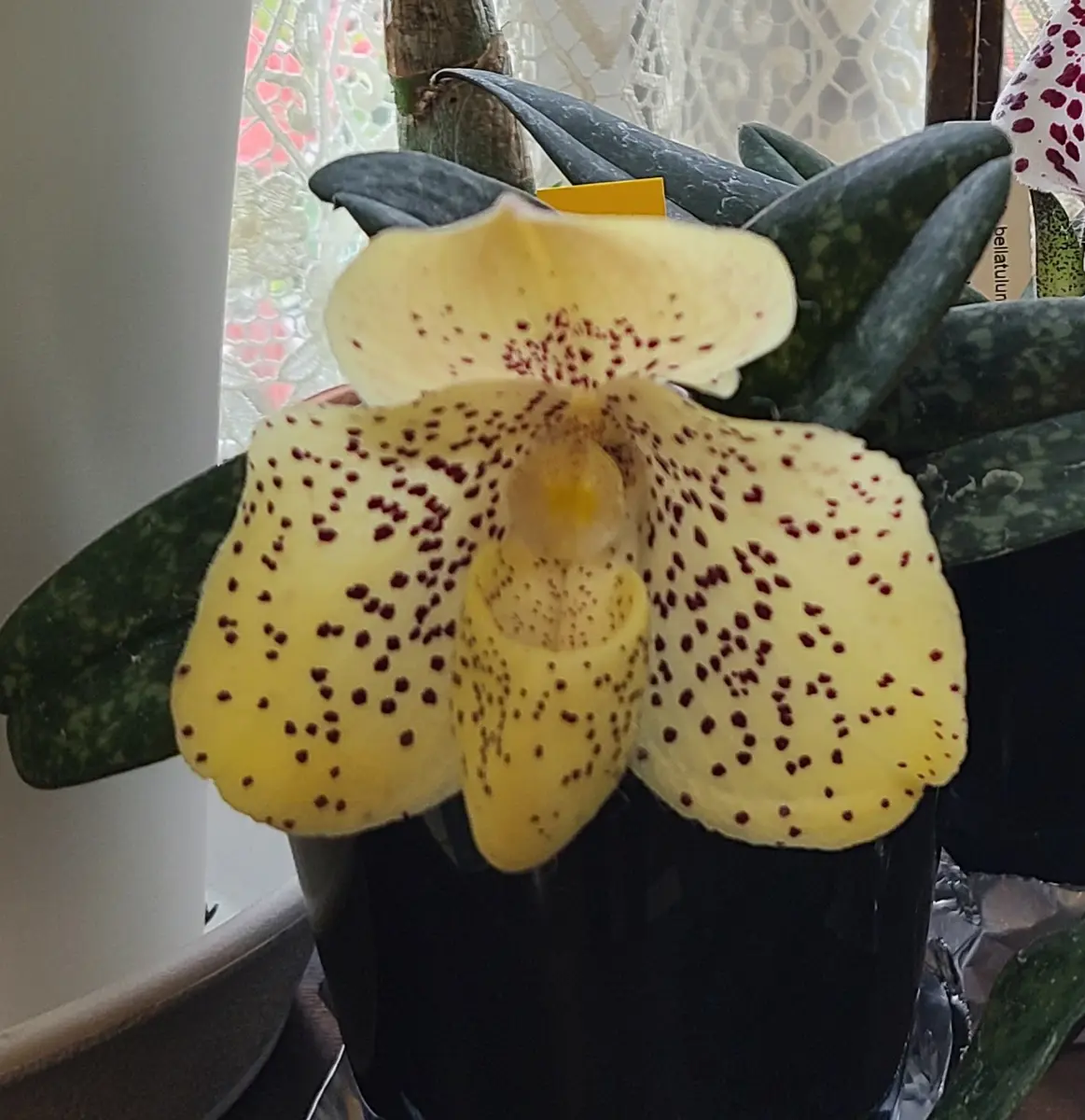 パフィオペディラムウェンシャネンセ｜そだレポ（栽培レポート