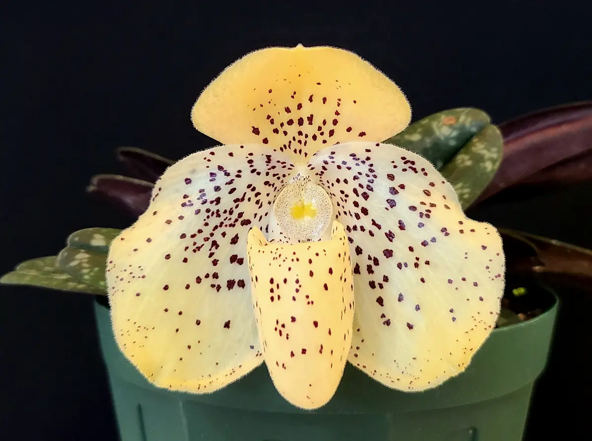 パフィオペディラムウェンシャネンセ｜そだレポ（栽培レポート