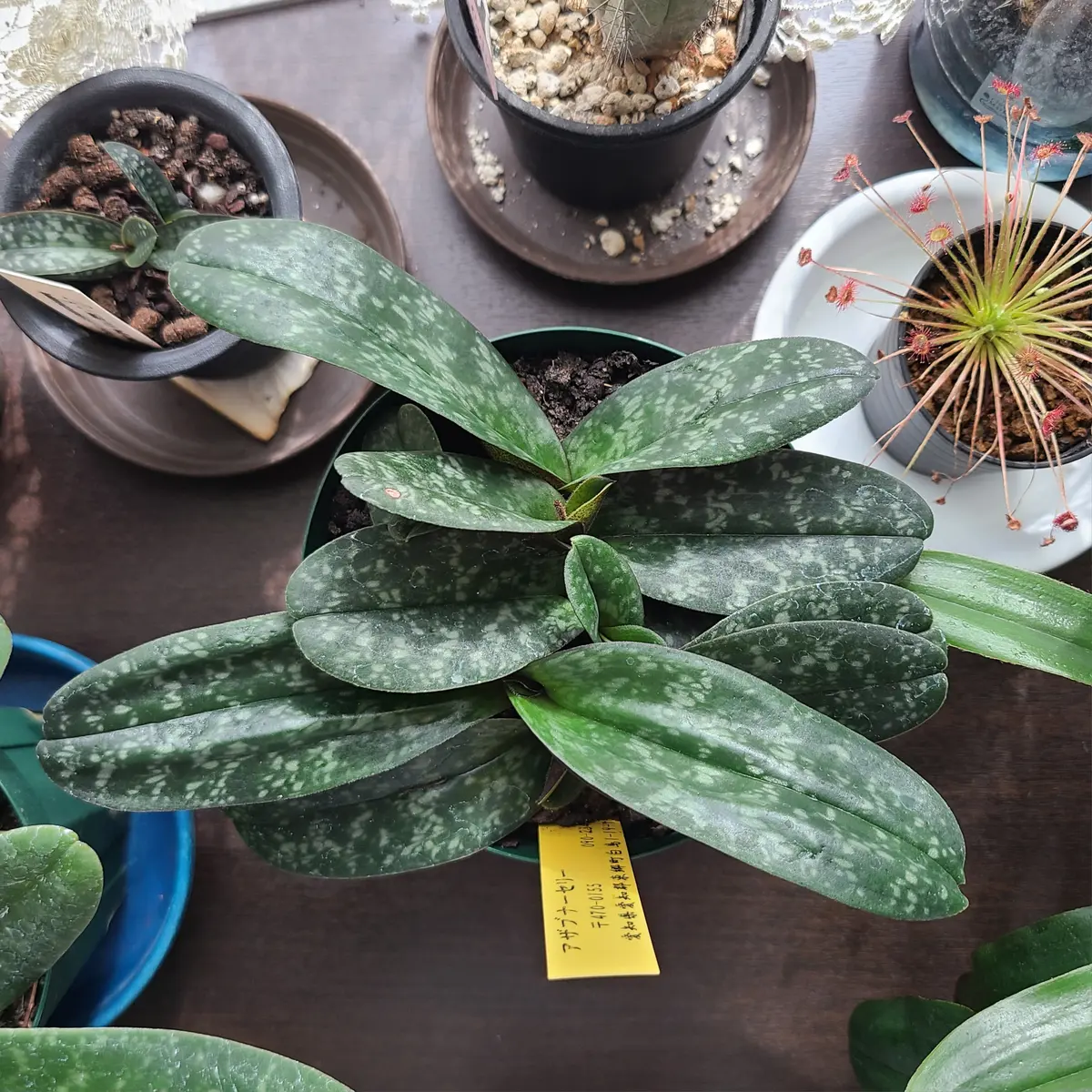 パフィオペディラムウェンシャネンセ｜そだレポ（栽培レポート