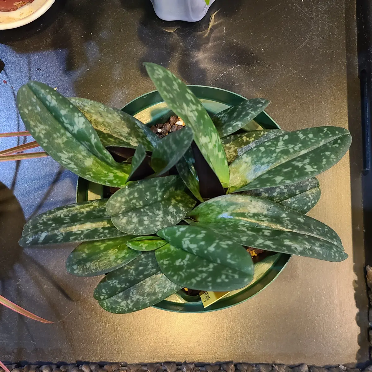 パフィオペディラムウェンシャネンセ｜そだレポ（栽培レポート