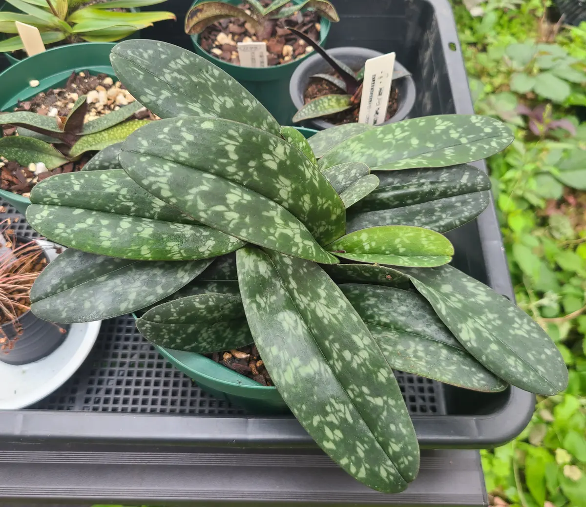 パフィオペディラムウェンシャネンセ｜そだレポ（栽培レポート