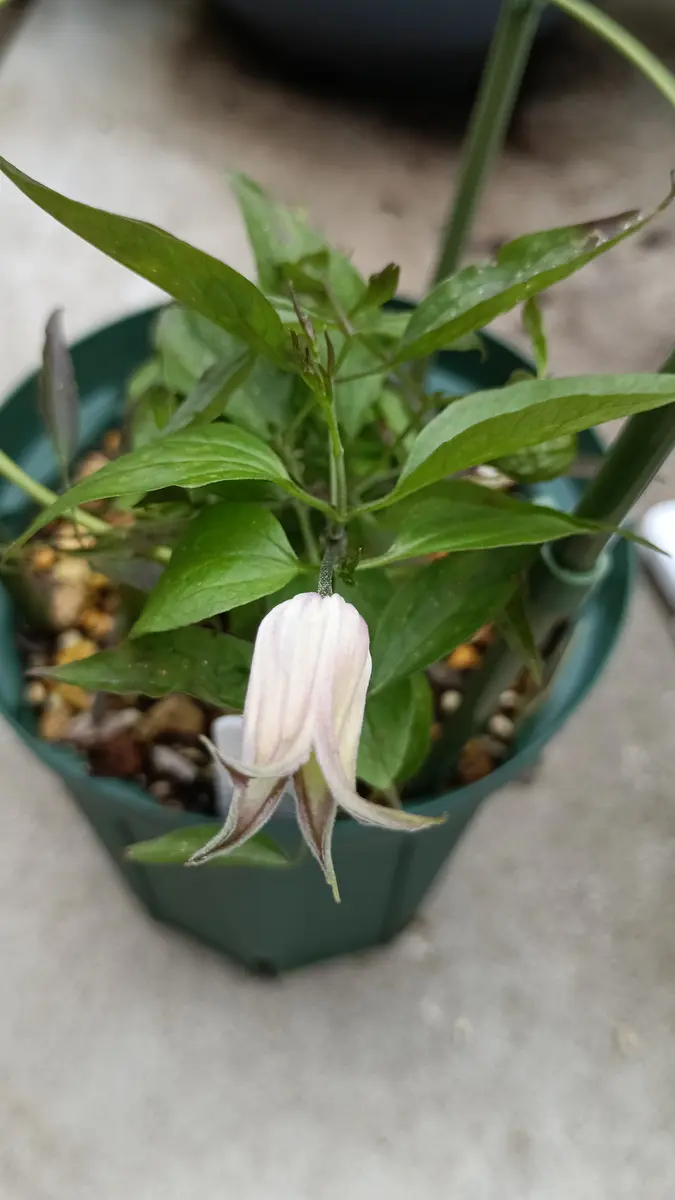 クレマチス クラコヴィアク 抜き苗 第4種発送 四季咲きクレマチス