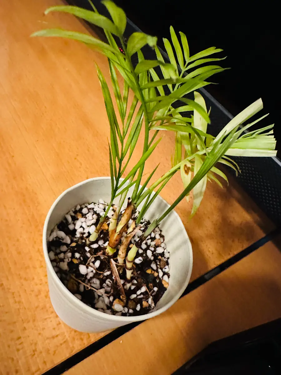 テーブルヤシ 大型 園芸ネット本店 テーブルヤシ 4号鉢植え の通販