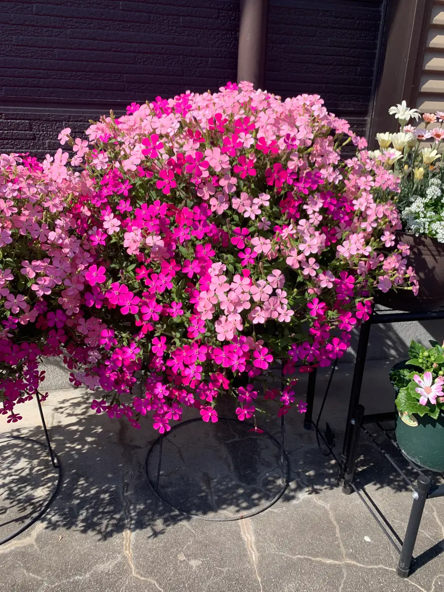 シレネピンクパンサー、今年は自家採取の種を蒔く！【2024年〜2025年