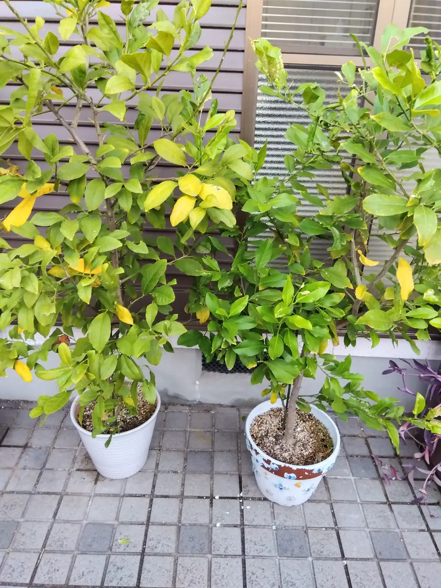 レモン盆栽 レモンの剪定 | Vintage Bonsai 〜盆栽＆北欧ヴィンテージ〜