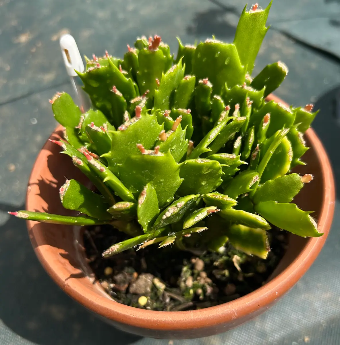 木質化した古株から代替わりを作る｜そだレポ（栽培レポート）byスター