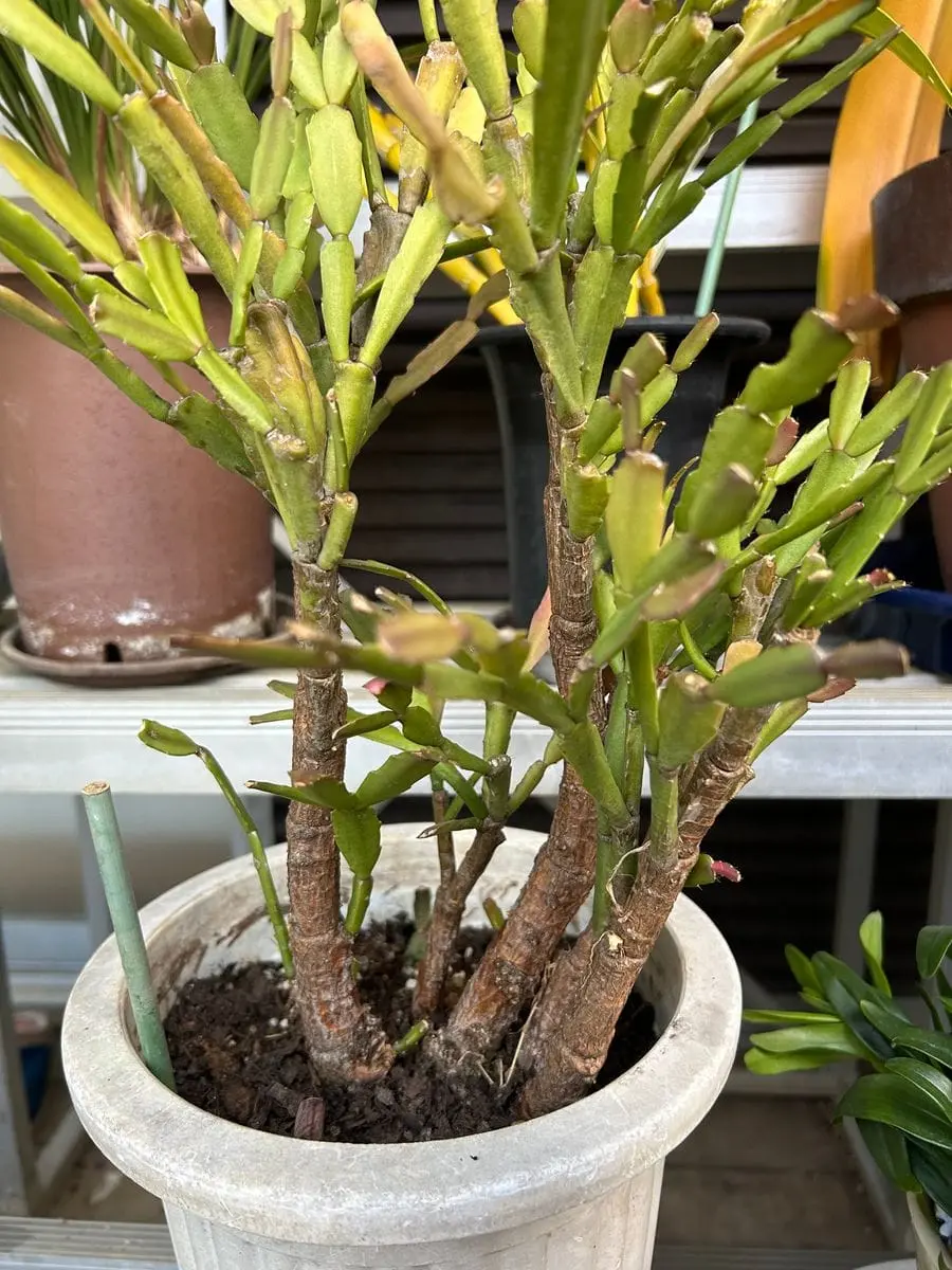 木質化した古株から代替わりを作る｜そだレポ（栽培レポート）byスター