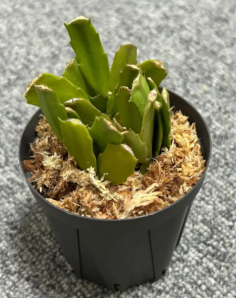 木質化した古株から代替わりを作る｜そだレポ（栽培レポート）byスター