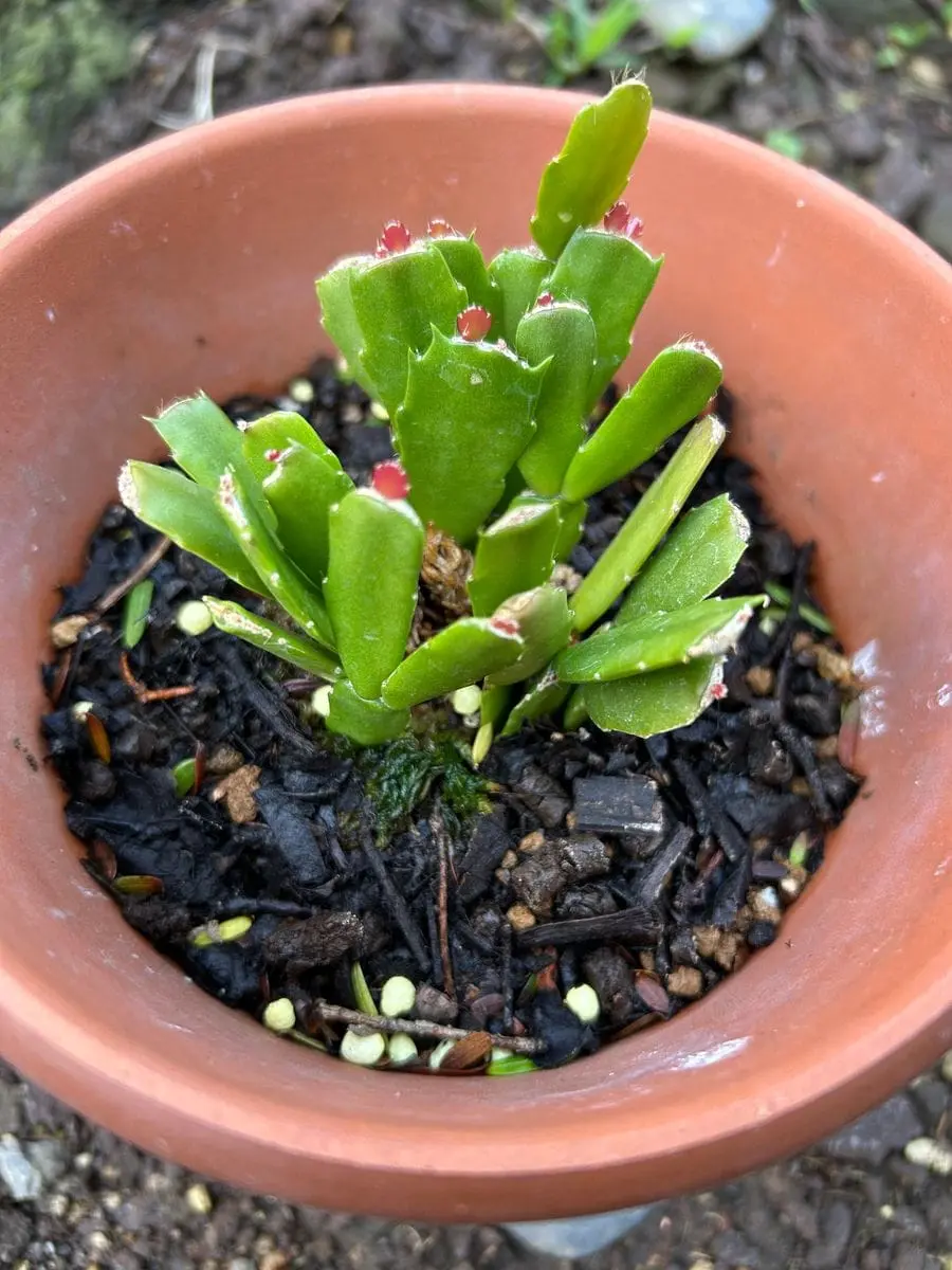 木質化した古株から代替わりを作る｜そだレポ（栽培レポート）byスター