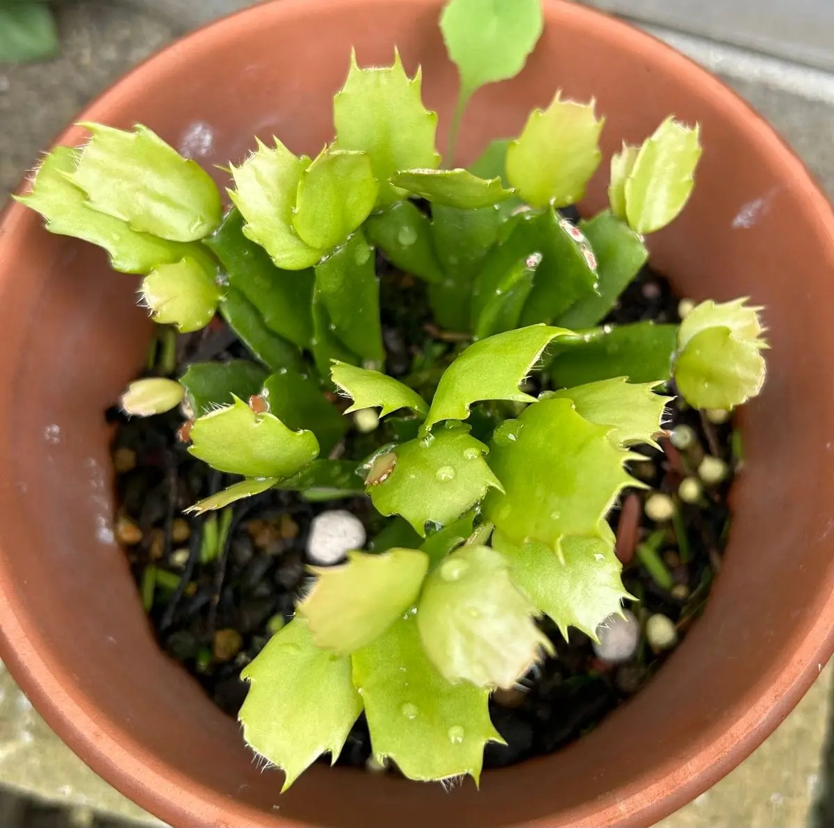 木質化した古株から代替わりを作る｜そだレポ（栽培レポート）byスター