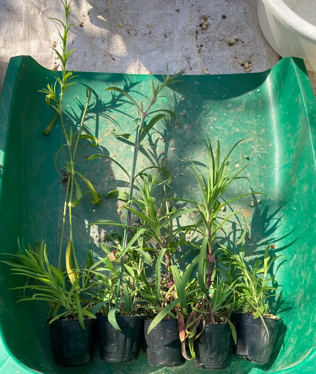 カワラナデシコを挿し木(挿し芽)で増やす｜そだレポ（栽培レポート）by