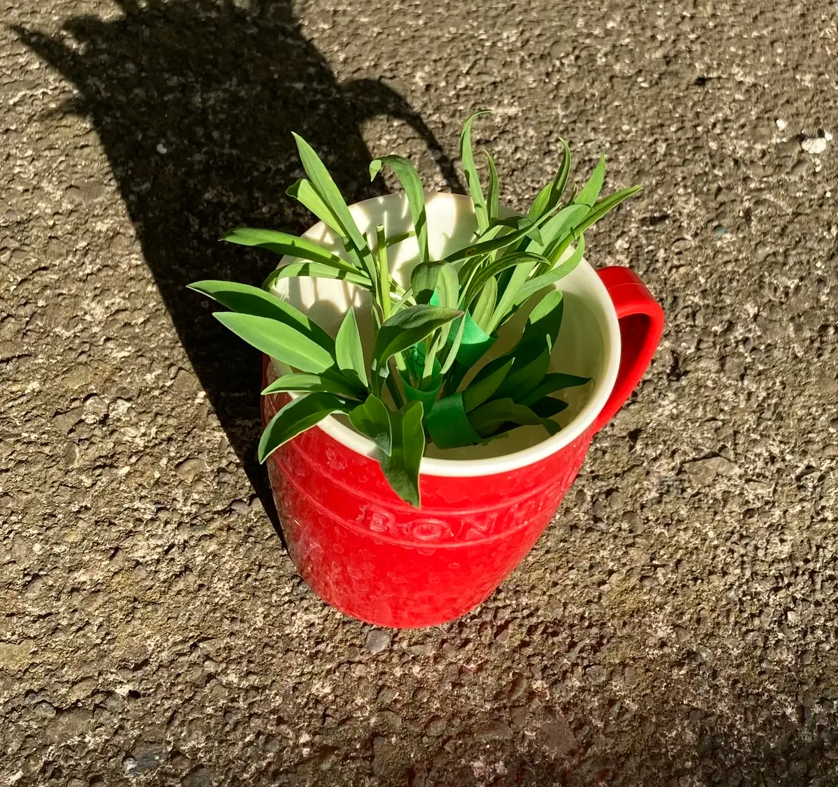 カワラナデシコを挿し木(挿し芽)で増やす｜そだレポ（栽培レポート）by