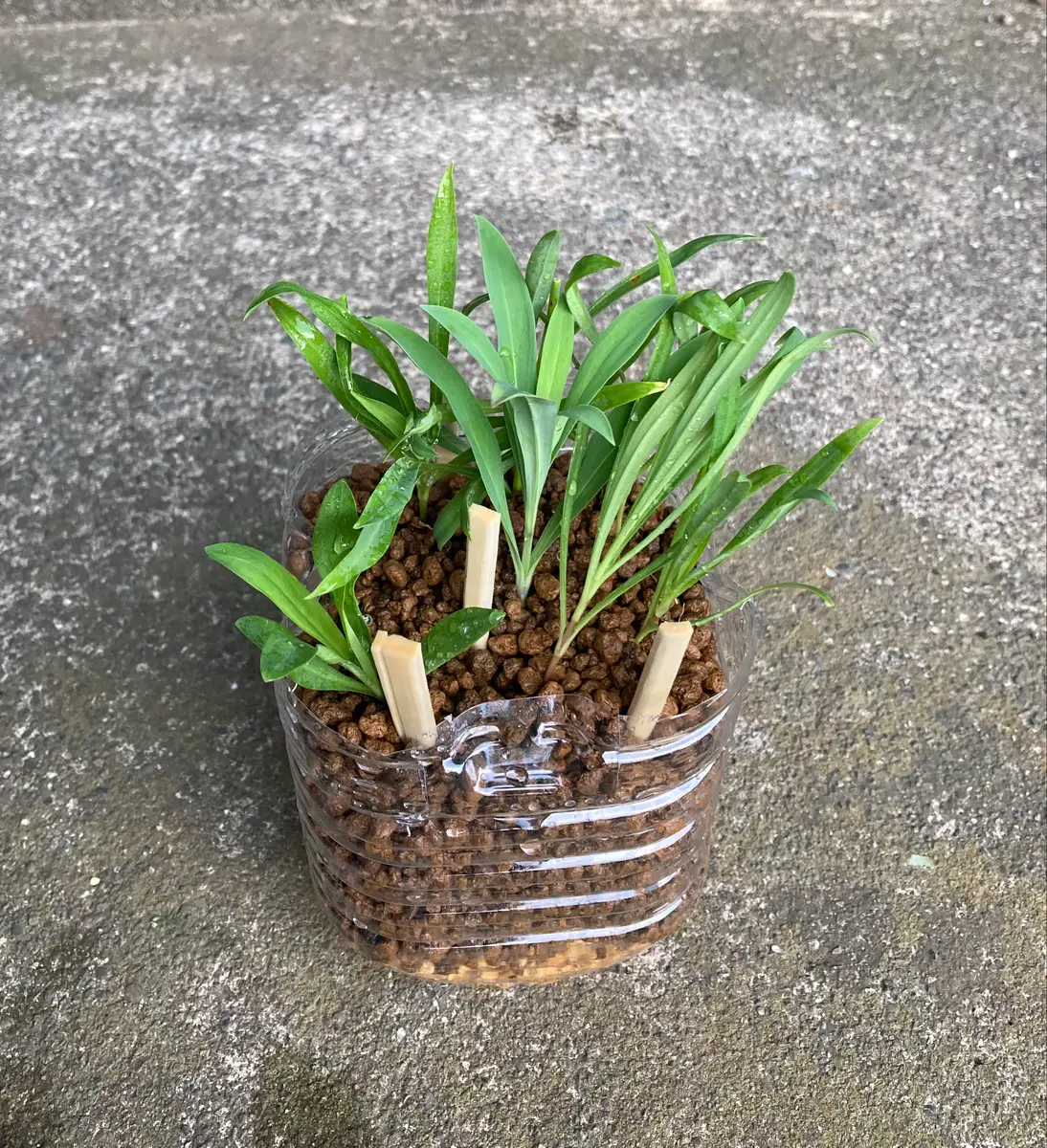 カワラナデシコを挿し木(挿し芽)で増やす｜そだレポ（栽培レポート）by