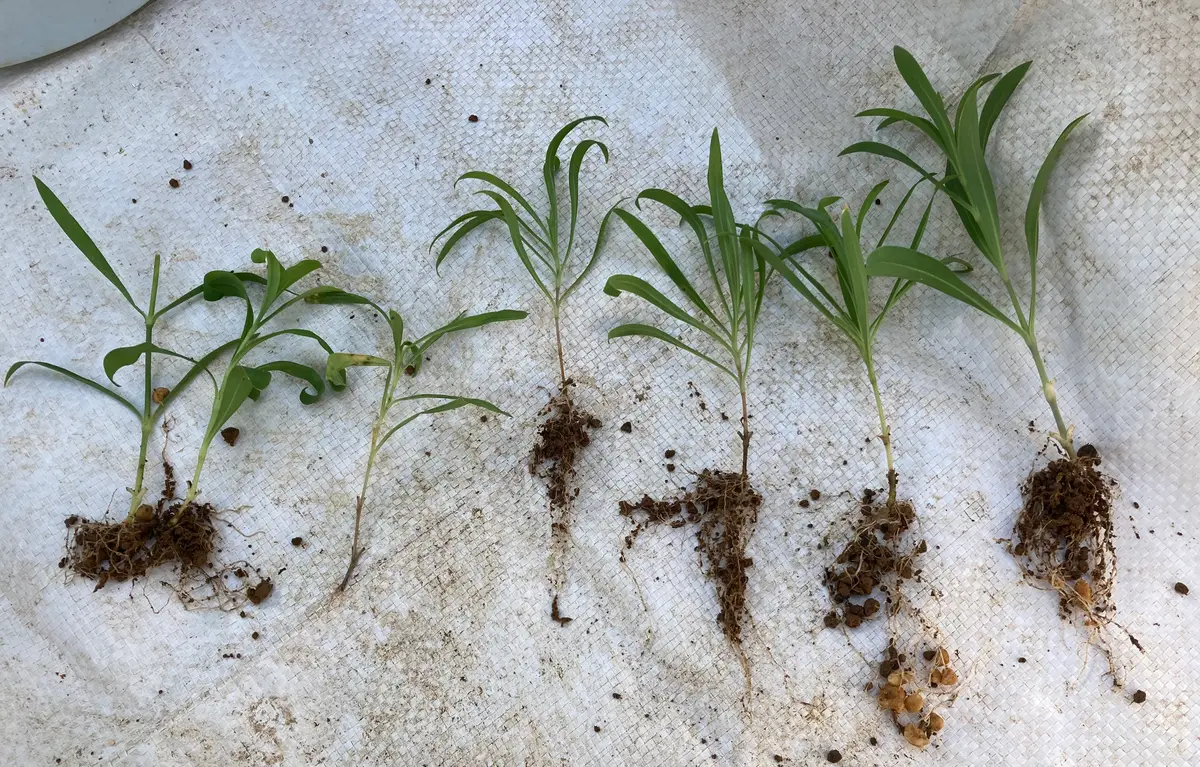 カワラナデシコを挿し木(挿し芽)で増やす｜そだレポ（栽培レポート）by