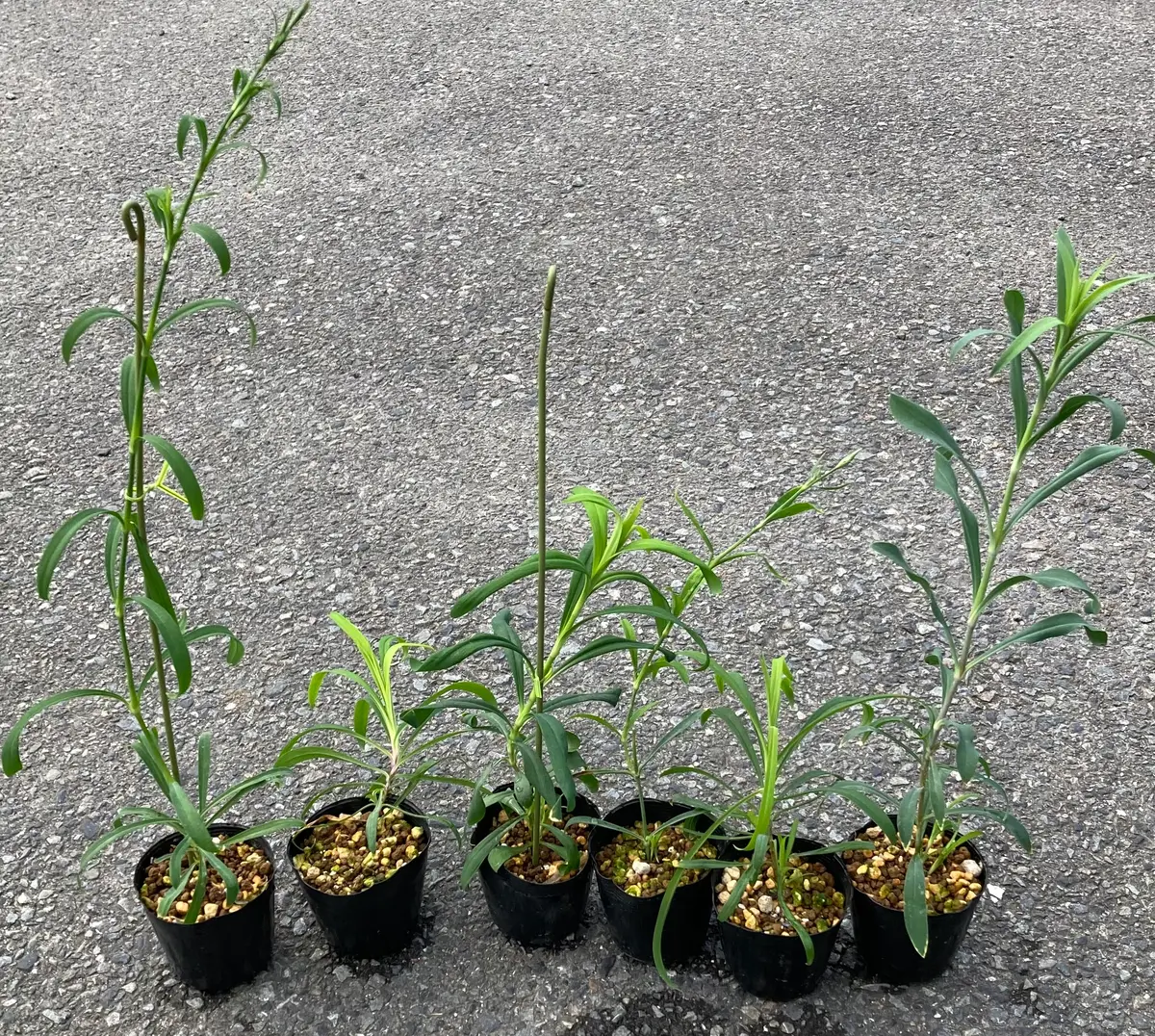 カワラナデシコを挿し木(挿し芽)で増やす｜そだレポ（栽培レポート）by