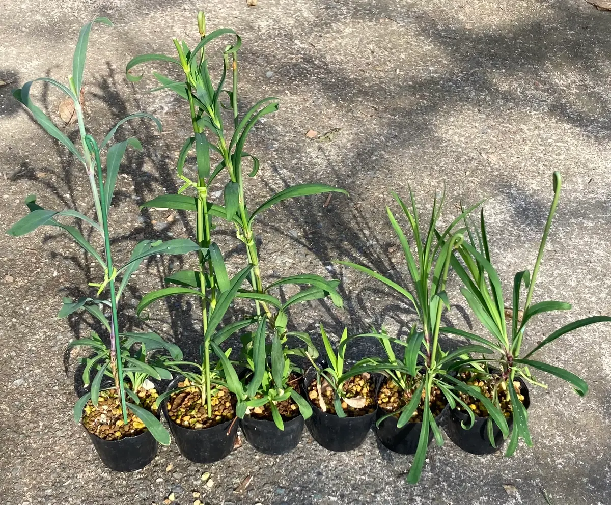 カワラナデシコを挿し木(挿し芽)で増やす｜そだレポ（栽培レポート）by