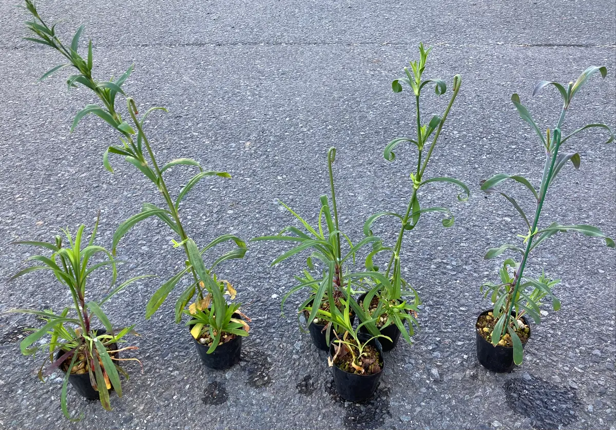 カワラナデシコを挿し木(挿し芽)で増やす｜そだレポ（栽培レポート）by