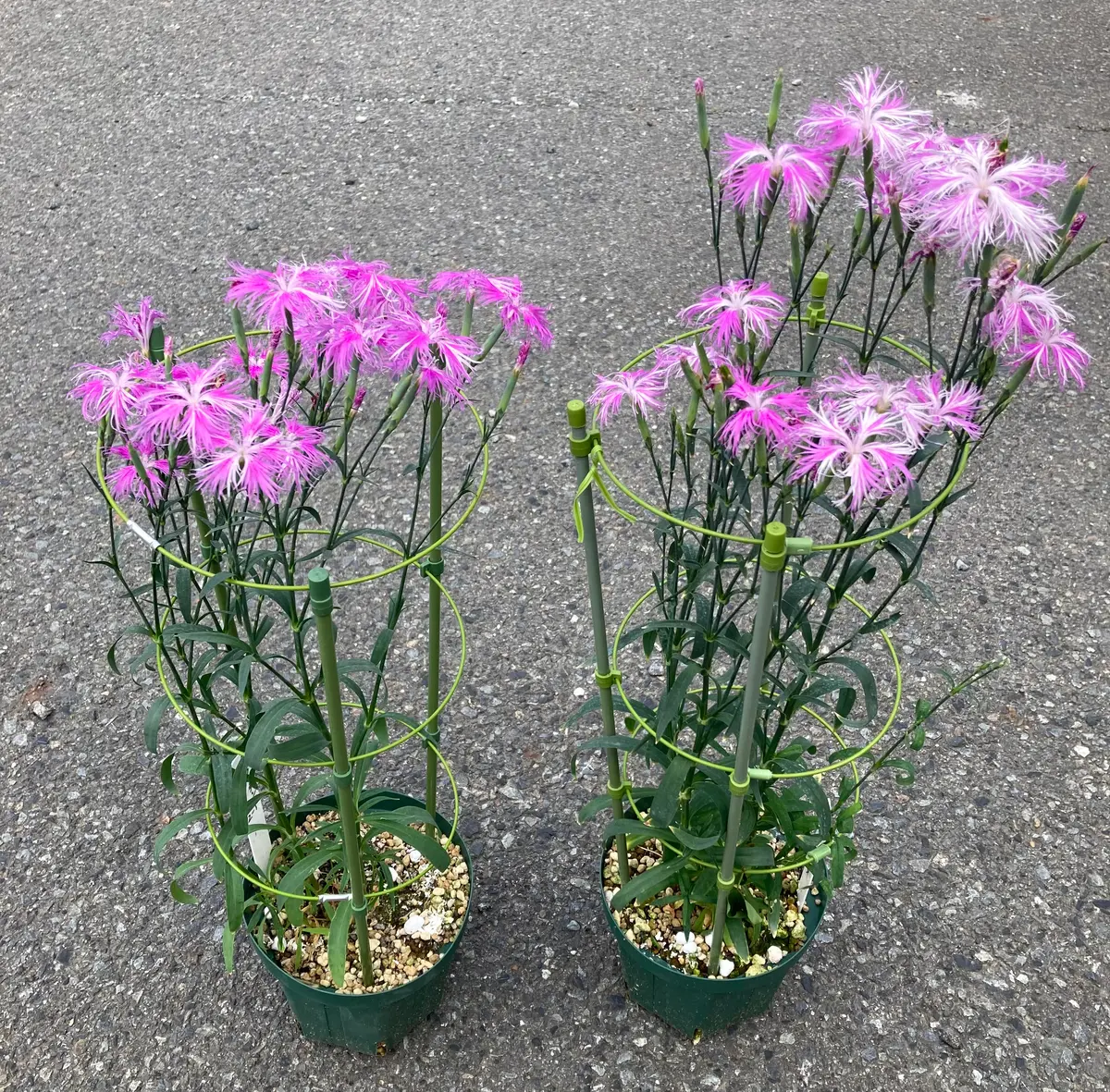 カワラナデシコを挿し木(挿し芽)で増やす｜そだレポ（栽培レポート）by