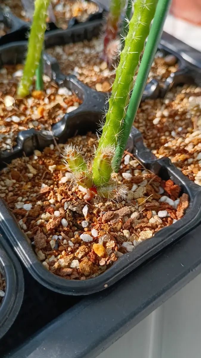 2025春 種からクジャクサボテン(自家採種)｜そだレポ（栽培レポート