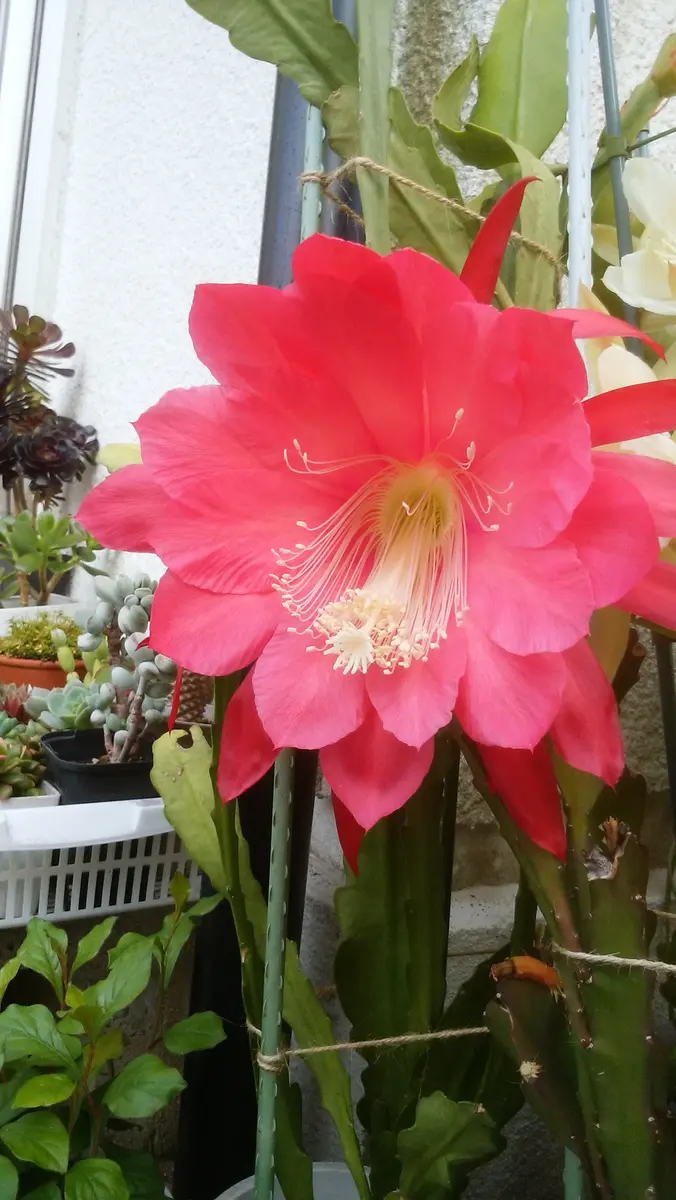 サボテン 苗 観葉植物」の人気商品一覧 | 安い商品を通販サイト