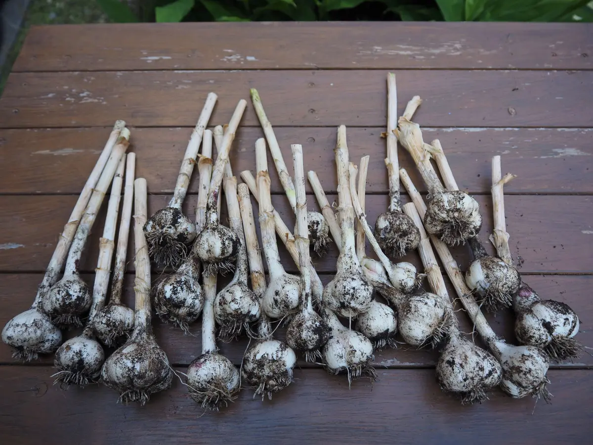 R...jgdにんにく栽培終了 Rjgdにんにく栽培終了 にんにく栽培、最後の直線！ – Farm 丘の上の