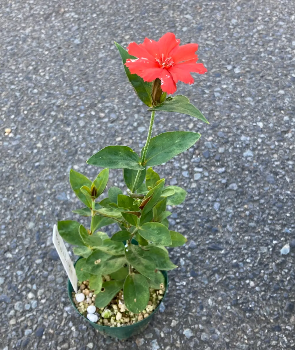 マツモトセンノウを挿し木(挿し芽)で増やす｜そだレポ（栽培レポート