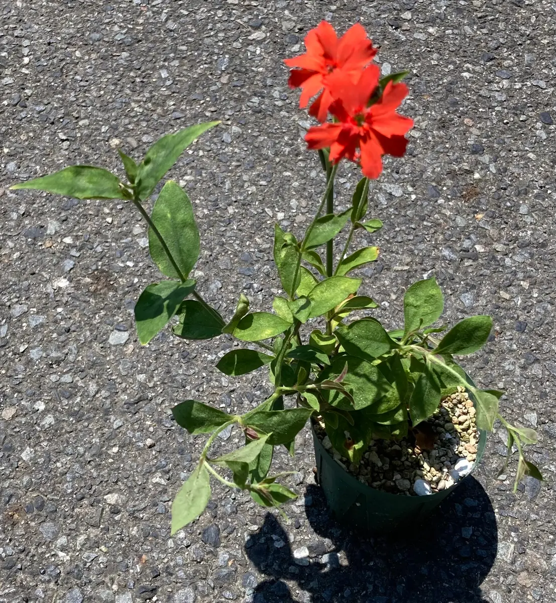 マツモトセンノウを挿し木(挿し芽)で増やす｜そだレポ（栽培レポート