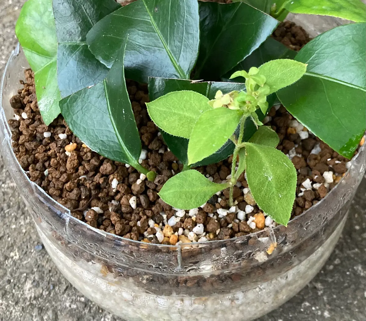 マツモトセンノウを挿し木(挿し芽)で増やす｜そだレポ（栽培レポート