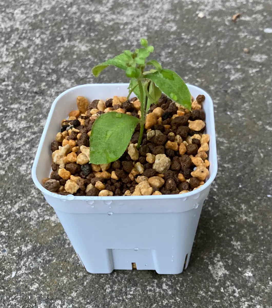 マツモトセンノウを挿し木(挿し芽)で増やす｜そだレポ（栽培レポート