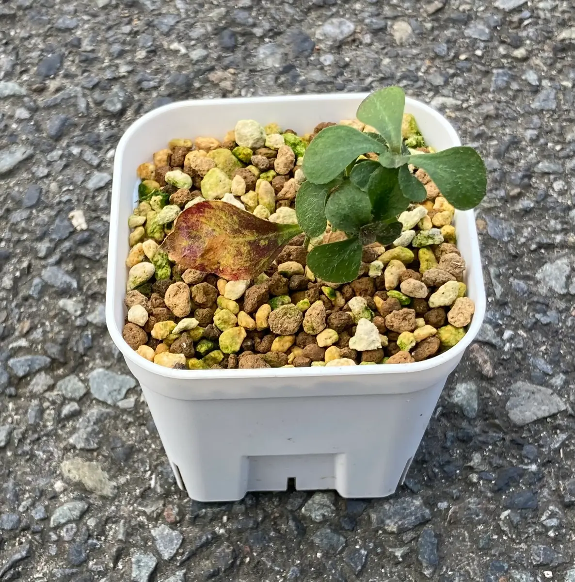 マツモトセンノウを挿し木(挿し芽)で増やす｜そだレポ（栽培レポート