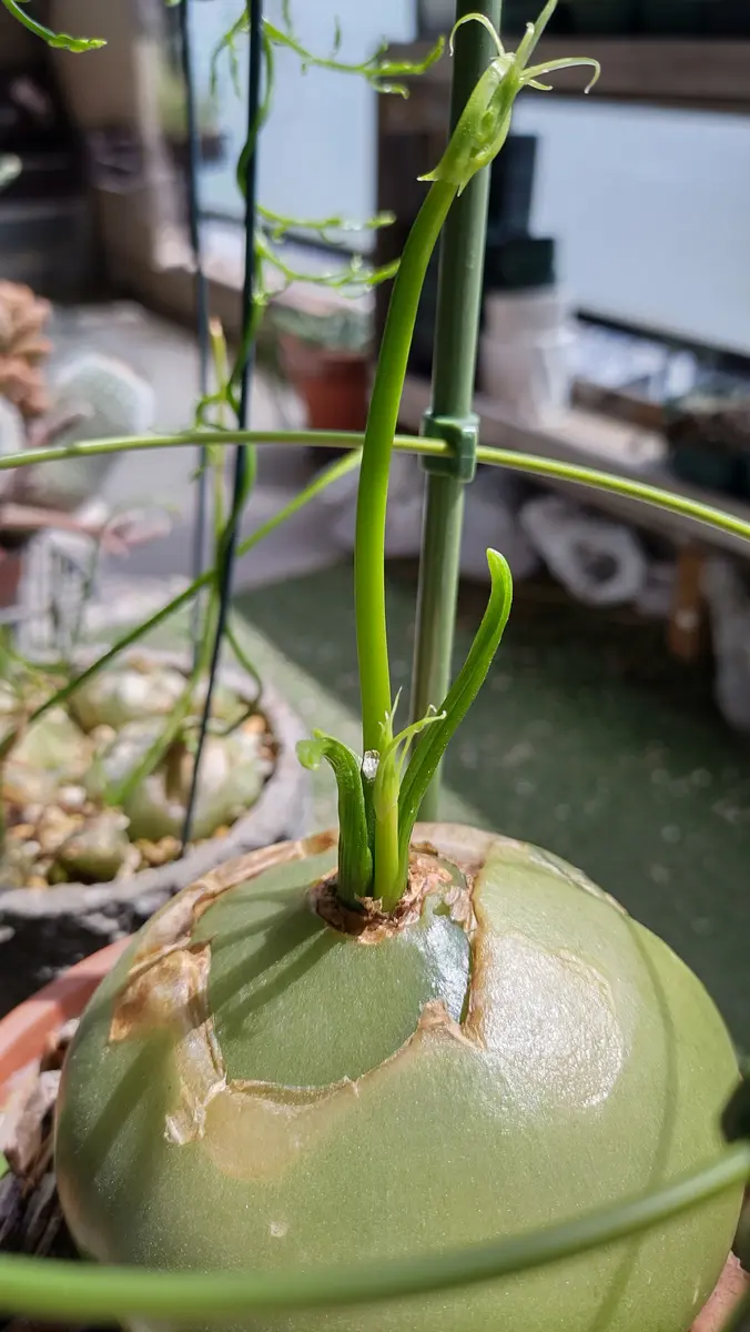 ソウカクデンの平たい葉｜そだレポ（栽培レポート）byユミ228