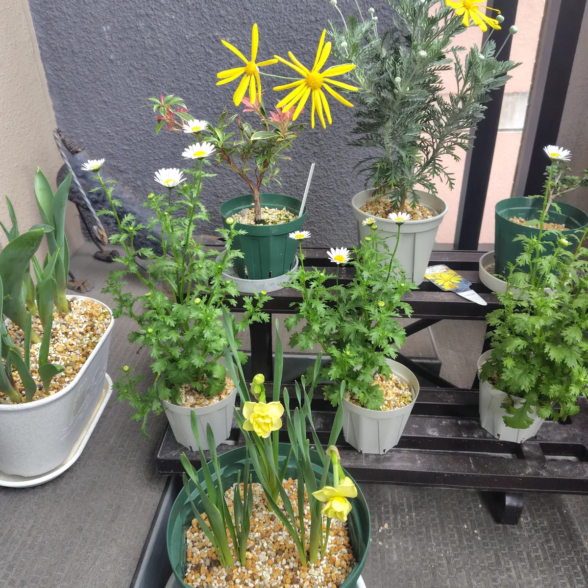 春の寄せ植えを作りたい｜そだレポ（栽培レポート）bytiki｜みんなの