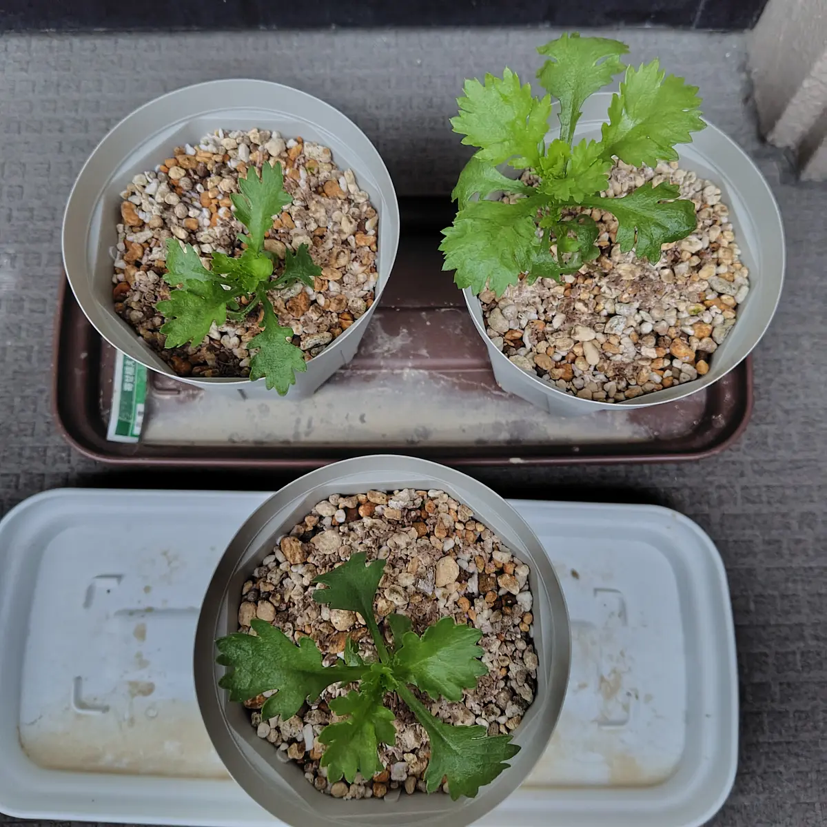 春の寄せ植えを作りたい｜そだレポ（栽培レポート）bytiki｜みんなの