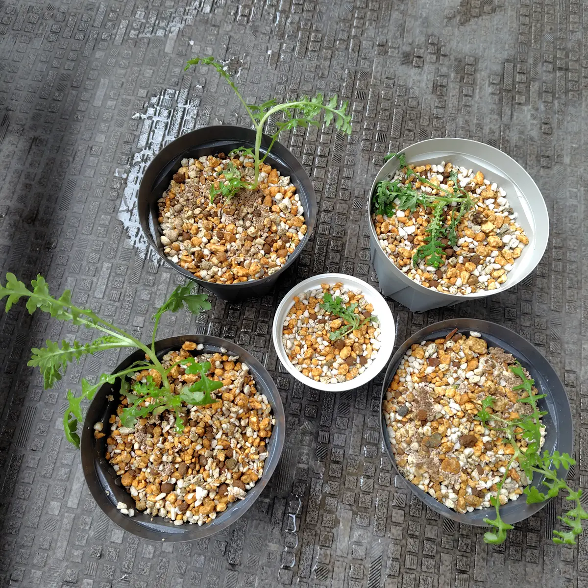 春の寄せ植えを作りたい｜そだレポ（栽培レポート）bytiki｜みんなの