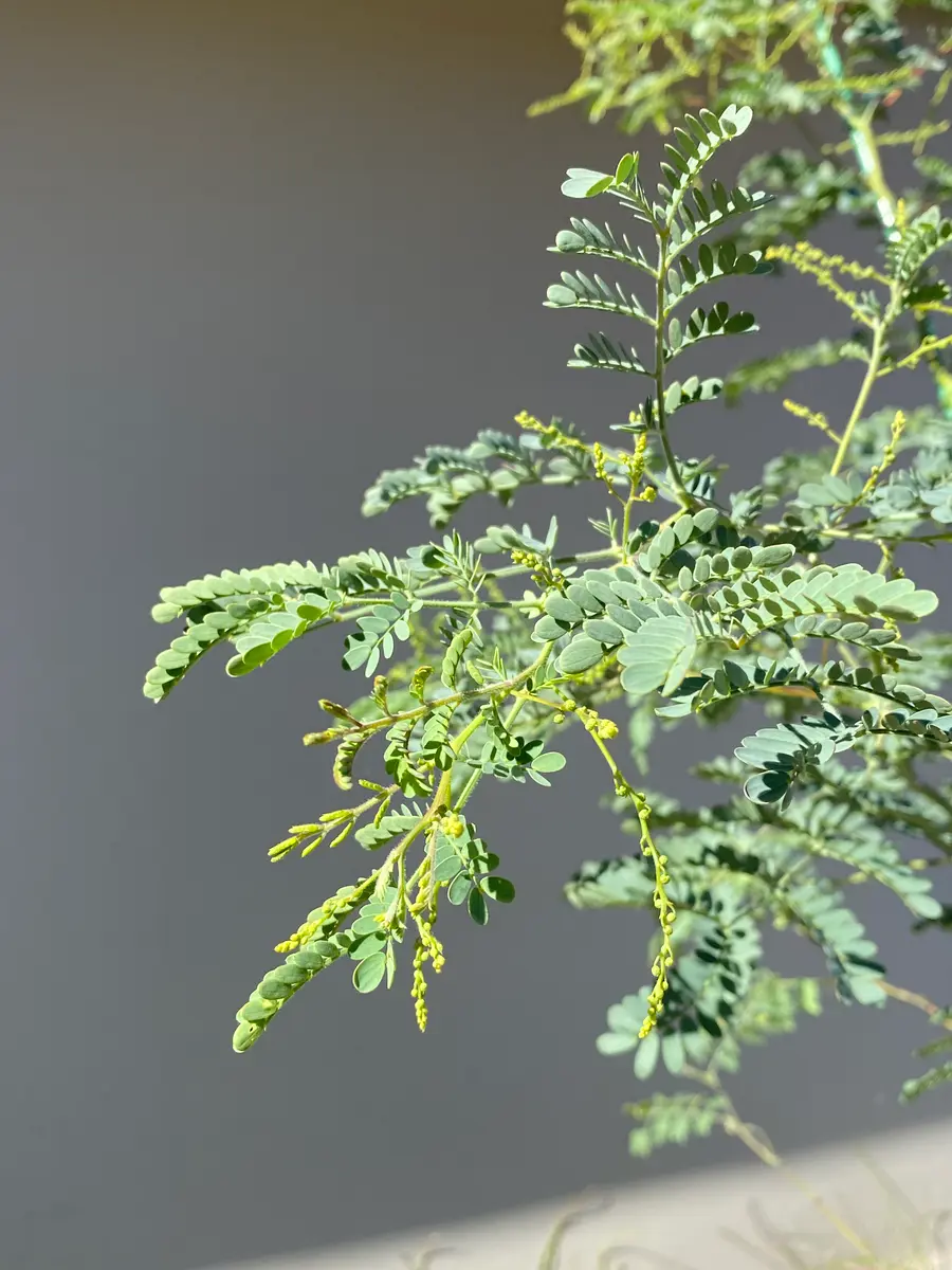 ミモザ アカシアスペクタビリス確認 ミモザ アカシアスペクタビリス確認 アカシアの木｜シンボルツリー