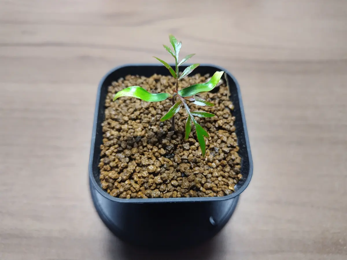 オペルクリカリアパキプス 実生 4 撮影日2024年10月28日 挿 